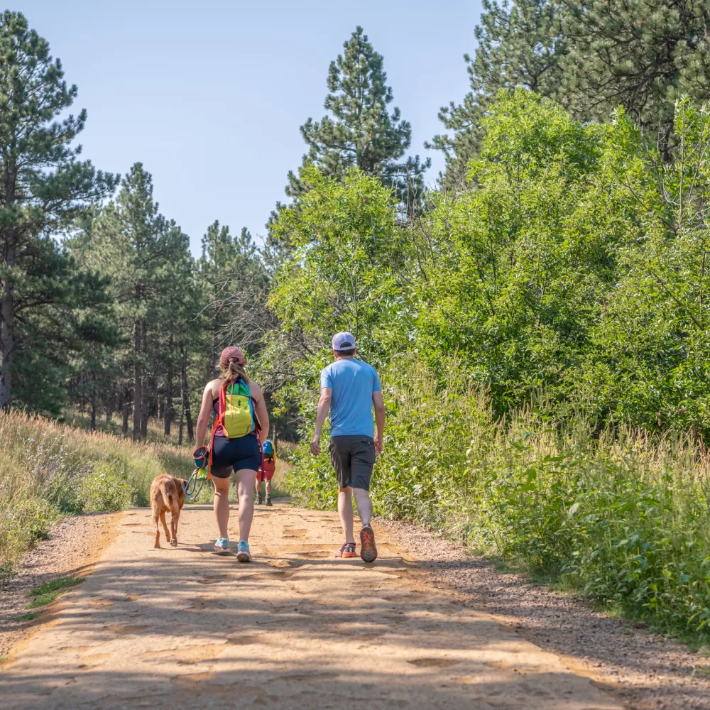 Couple hiking with dog on forest trail in summer, surrounded by pine trees and bright green foliage